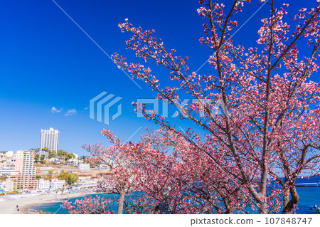 （靜岡縣）熱海親水公園日本最早開花的熱海櫻花 107848747