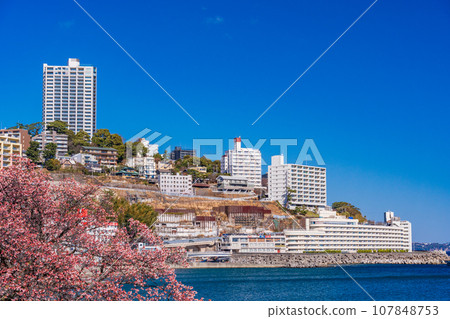 (Shizuoka Prefecture) Japan's earliest blooming Atami cherry tree at Atami Shinsui Park (Shizuoka Prefecture) Japan's earliest blooming Atami cherry tree at Atami Shinsui Park 107848753