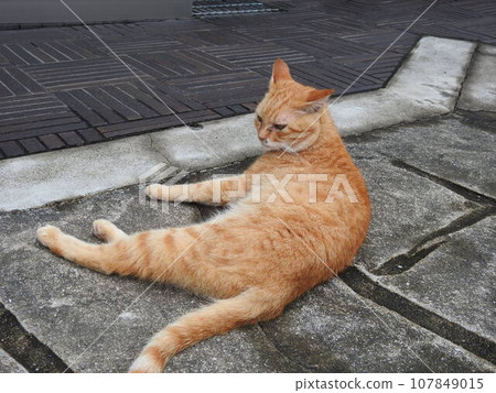Cat, cat lying on the street, stray cat 107849015