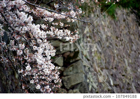 島根, 松江, 松江城, 櫻花, 春天賞櫻花 島根, 松江, 松江城, 櫻花, 春天賞櫻花 107849188