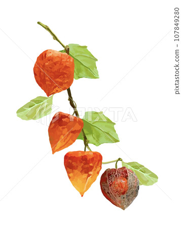 Hoozuki (red bag ①) with branches, leaves and fruit 107849280