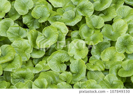 Wasabi leaves (Sekigane-cho, Kurayoshi City) Wasabi leaves (Sekigane-cho, Kurayoshi City) 107849330