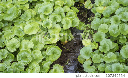 Wasabi leaves (Sekigane-cho, Kurayoshi City) 107849334