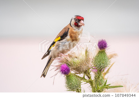 European goldfinch, feeding on the seeds of thistles. Carduelis carduelis. European goldfinch, feeding on the seeds of thistles. Carduelis carduelis. 107849344