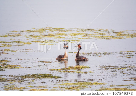 Mating games of two water birds Great Crested Grebes. Two waterfowl birds Great Crested Grebes swim in the lake with heart shaped silhouette 107849378