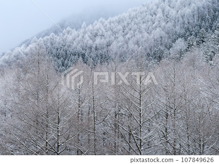 On a winter morning, the white of the hoarfrost and the pale colors of the Japanese pine and cedar forests are impressive and beautiful. On a winter morning, the white of the hoarfrost and the pale colors of the Japanese pine and cedar forests are impressive and beautiful. 107849626