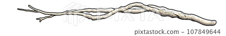 illustration of driftwood 107849644