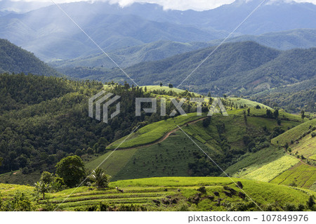 rice field at Mae Cham Chiangmai Northern Thailand 107849976