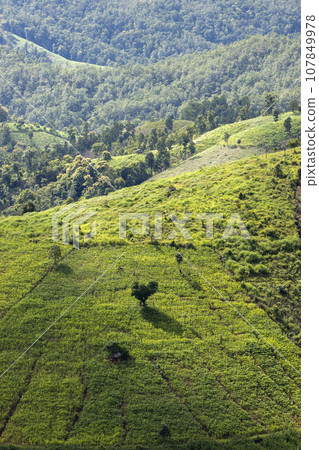 rice field at Mae Cham Chiangmai Northern Thailand 107849978