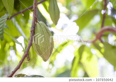 The cocoa tree with fruits. Yellow and green Cocoa pods grow on the tree The cocoa tree with fruits. Yellow and green Cocoa pods grow on the tree 107850042