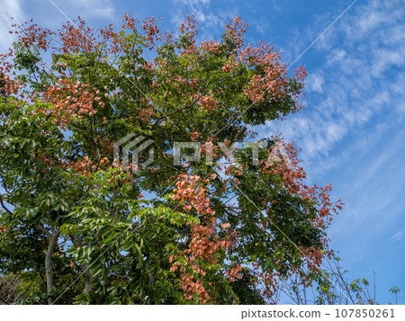Omokugenji tree with bag-shaped fruits and blue sky in autumn Omokugenji tree with bag-shaped fruits and blue sky in autumn 107850261