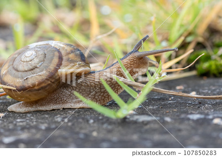 Snail (Namimaimai) Snail (Namimaimai) 107850283