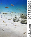 藍色的大海和魚 107850299