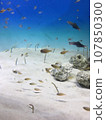 珊瑚礁中游泳的魚 107850300
