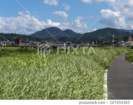 流經柏原市的大和川沿岸風景 107850365