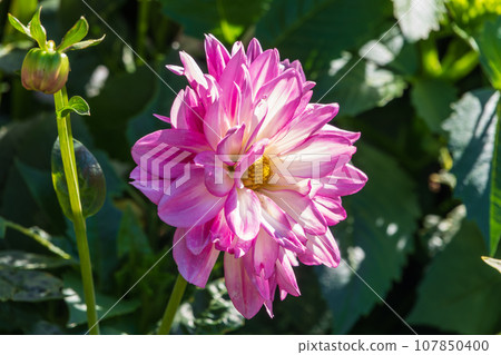 Pink flowers dahlia pinnata collar mignon blooming in the garden. 107850400