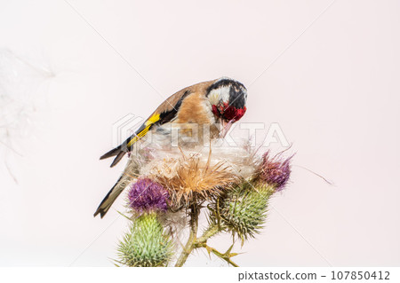 European goldfinch, feeding on the seeds of thistles. Carduelis carduelis. 107850412