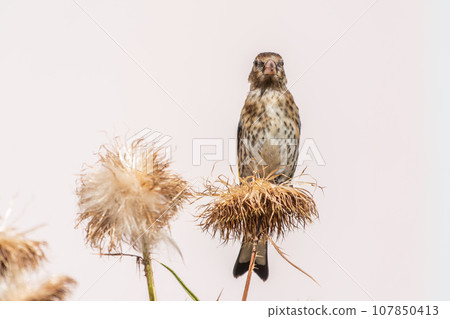 European goldfinch with juvenile plumage, feeding on the seeds of thistles. Carduelis carduelis. European goldfinch with juvenile plumage, feeding on the seeds of thistles. Carduelis carduelis. 107850413