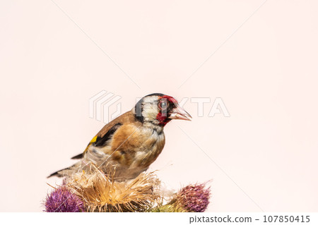 European goldfinch, feeding on the seeds of thistles. Carduelis carduelis. 107850415