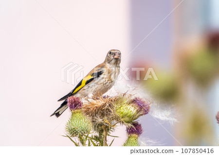 European goldfinch with juvenile plumage, feeding on the seeds of thistles. Carduelis carduelis. 107850416