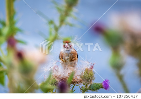 European goldfinch, feeding on the seeds of thistles. Carduelis carduelis. 107850417