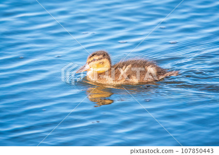 Cute little duckling swimming alone in a lake or river with calm water 107850443