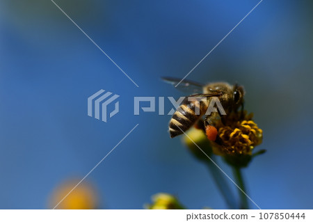 Honeybees sucking flower nectar 107850444