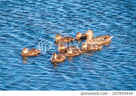 A family of ducks, a duck and its little ducklings are swimming in the water. The duck takes care of its newborn ducklings. Mallard, lat. Anas platyrhynchos A family of ducks, a duck and its little ducklings are swimming in the water. The duck takes care of its newborn ducklings. Mallard, lat. Anas platyrhynchos 107850449