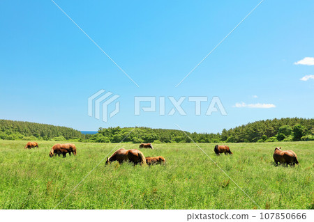 Aomori prefecture Kanryuma in the blue sky and fresh green meadow Aomori prefecture Kanryuma in the blue sky and fresh green meadow 107850666