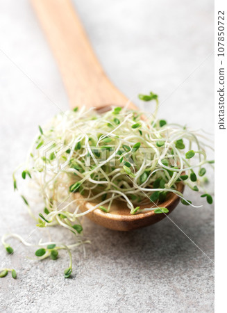 Microgreens grown in a jar. Microgreens grown in a jar. 107850722