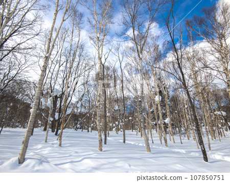 White birch forest next to the ski resort course (Niseko, Hokkaido) 107850751