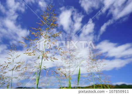 Looking up at Seiban sorghum, an autumnal wildflower Looking up at Seiban sorghum, an autumnal wildflower 107850911