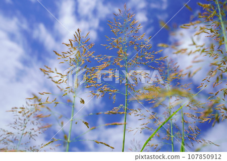 Looking up at Seiban sorghum, an autumnal wildflower Looking up at Seiban sorghum, an autumnal wildflower 107850912