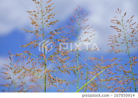 Looking up at Seiban sorghum, an autumnal wildflower Looking up at Seiban sorghum, an autumnal wildflower 107850914