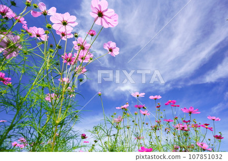 Looking up at the early morning autumn sky and fresh cosmos from a low angle Looking up at the early morning autumn sky and fresh cosmos from a low angle 107851032