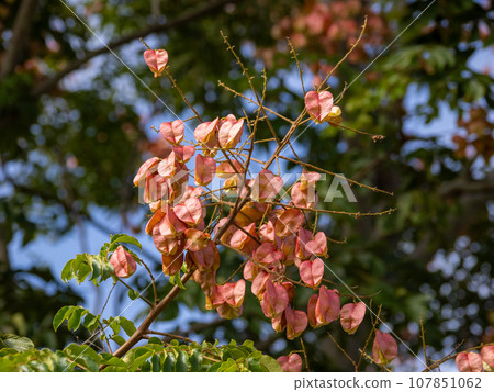 Fruit of Omokugenji that grows in a bag shape Fruit of Omokugenji that grows in a bag shape 107851062