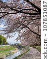 Cherry blossoms and rivers 107851087