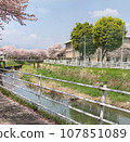 Countryside scenery with cherry blossoms in full bloom 107851089