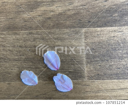 Spring memories, cherry blossom petals, horizontal Spring memories, cherry blossom petals, horizontal 107851214