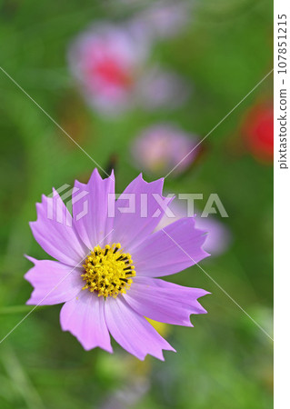 Cosmos flowers Cosmos flowers 107851215