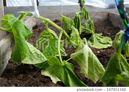 Poor harvest of cucumbers, crop failure in the dry season. Selective focus 107851388