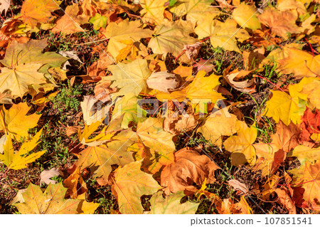 Background of the autumn maple leaves 107851541