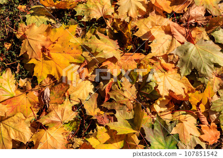 Background of the autumn maple leaves Background of the autumn maple leaves 107851542