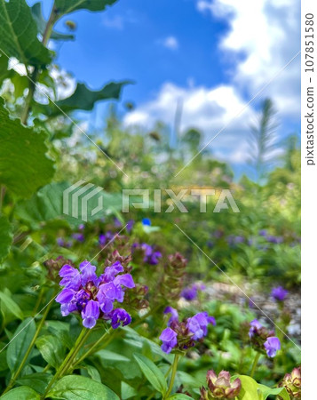 blue-purple nepenthes 107851580