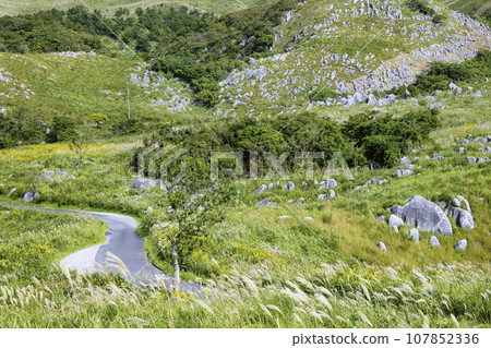 秋季美麗的平尾台，蒲葦隨風搖曳（福岡縣北九州市） 107852336