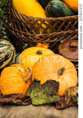 Colorful pumpkins and zucchini in a wicker basket on a rustic background. Vertical photography. 107852337