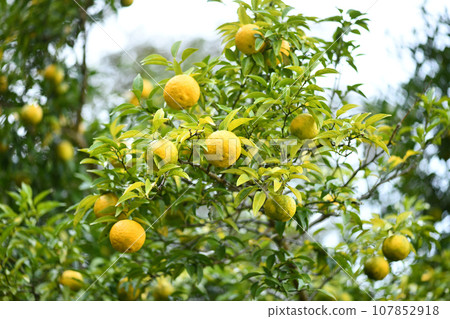 Yuzu (Yuzu) starting to change color 107852918