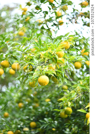 Yuzu (Yuzu) starting to change color 107852924