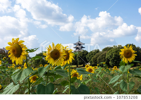 日本岡山縣總社市備中分寺的美麗秋景 107853208