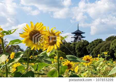 日本岡山縣總社市備中分寺的美麗秋景 107853209